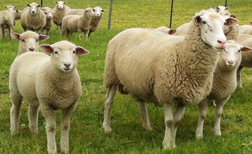 Lingua blu, due casi in Calabria