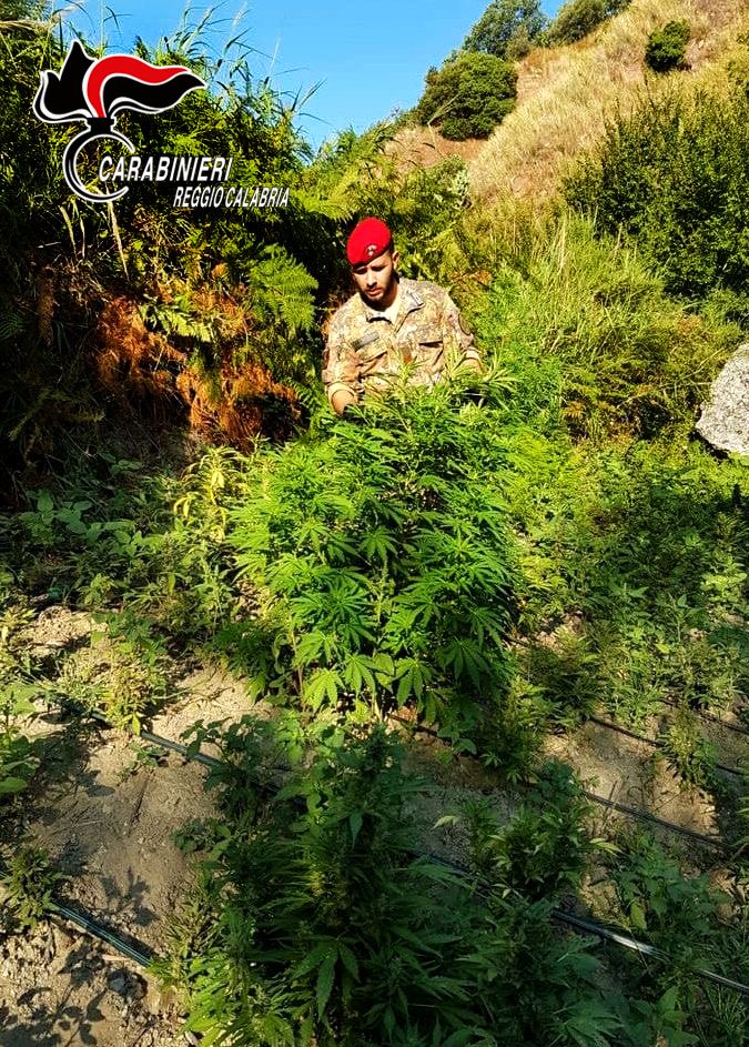 Rinvenuta una piantagione di canapa indiana nella Locride