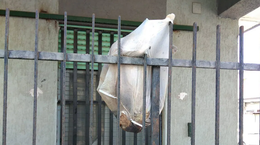 Cagnolino morto messo in una busta e appeso: choc a Corigliano Rossano