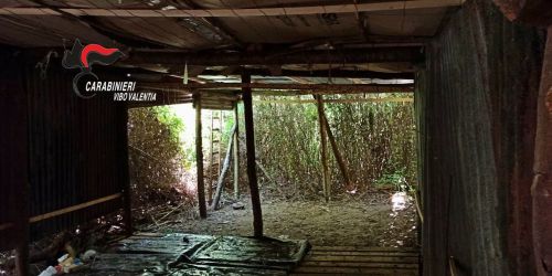 piantagione marijuana