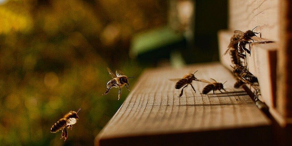 Calabria, la regione dove le api non muoiono uccise dai pesticidi e con le migliori aragoste d’Italia