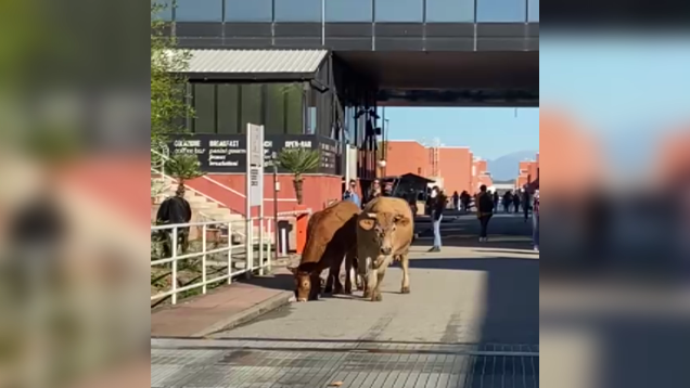 Mucche a spasso sul ponte dell’Unical: il video è virale – VIDEO