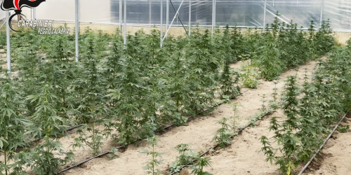 marijuana reggino reggio