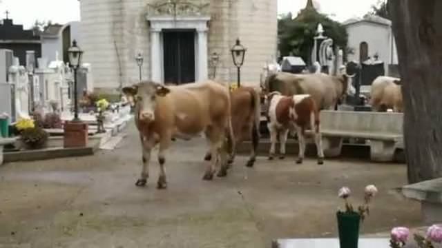 Vacche sacre, nuovi bovini catturati nel Reggino