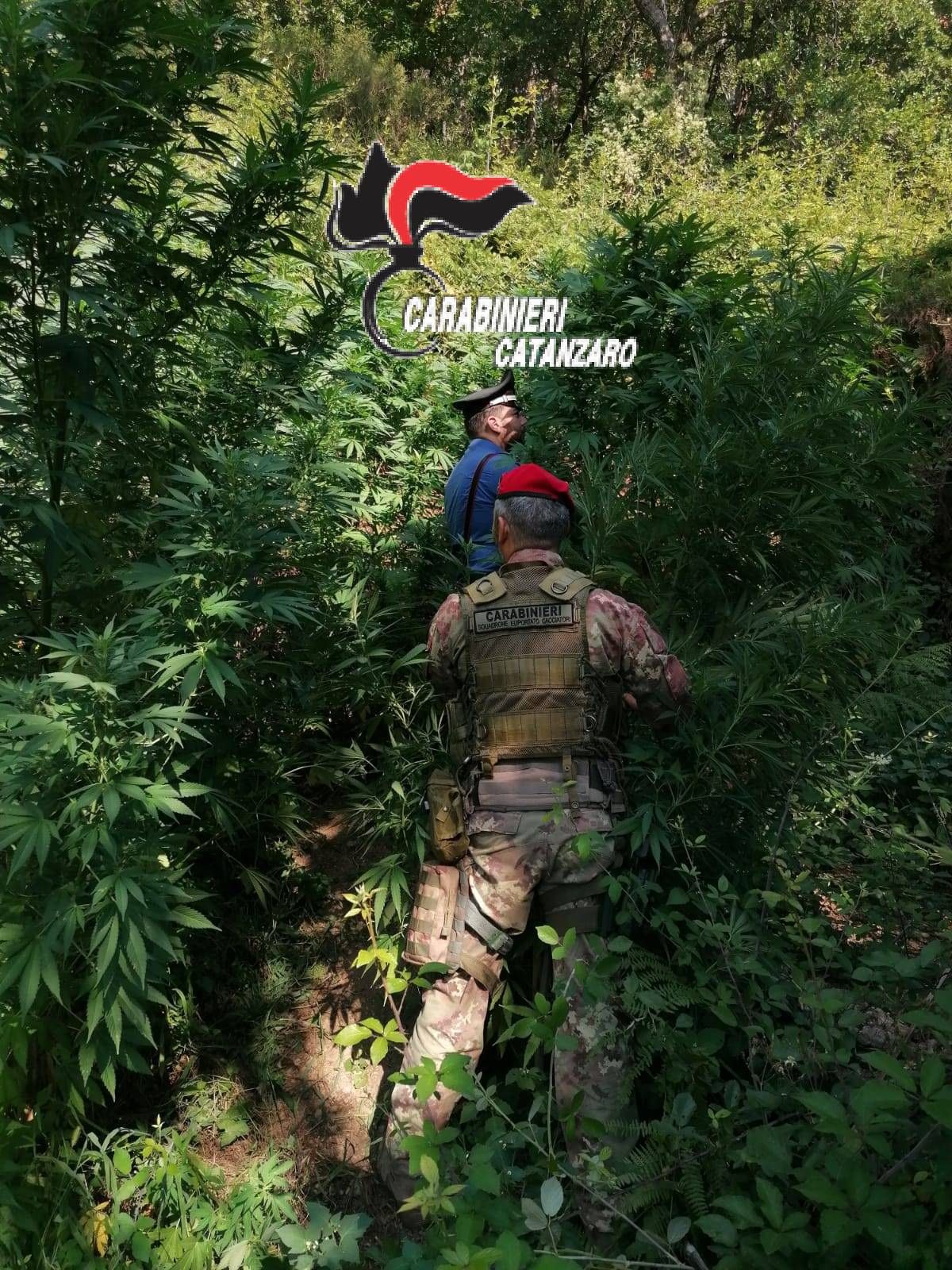 Altra mariujuana nei monti di Tiriolo, estirpate 230 piante