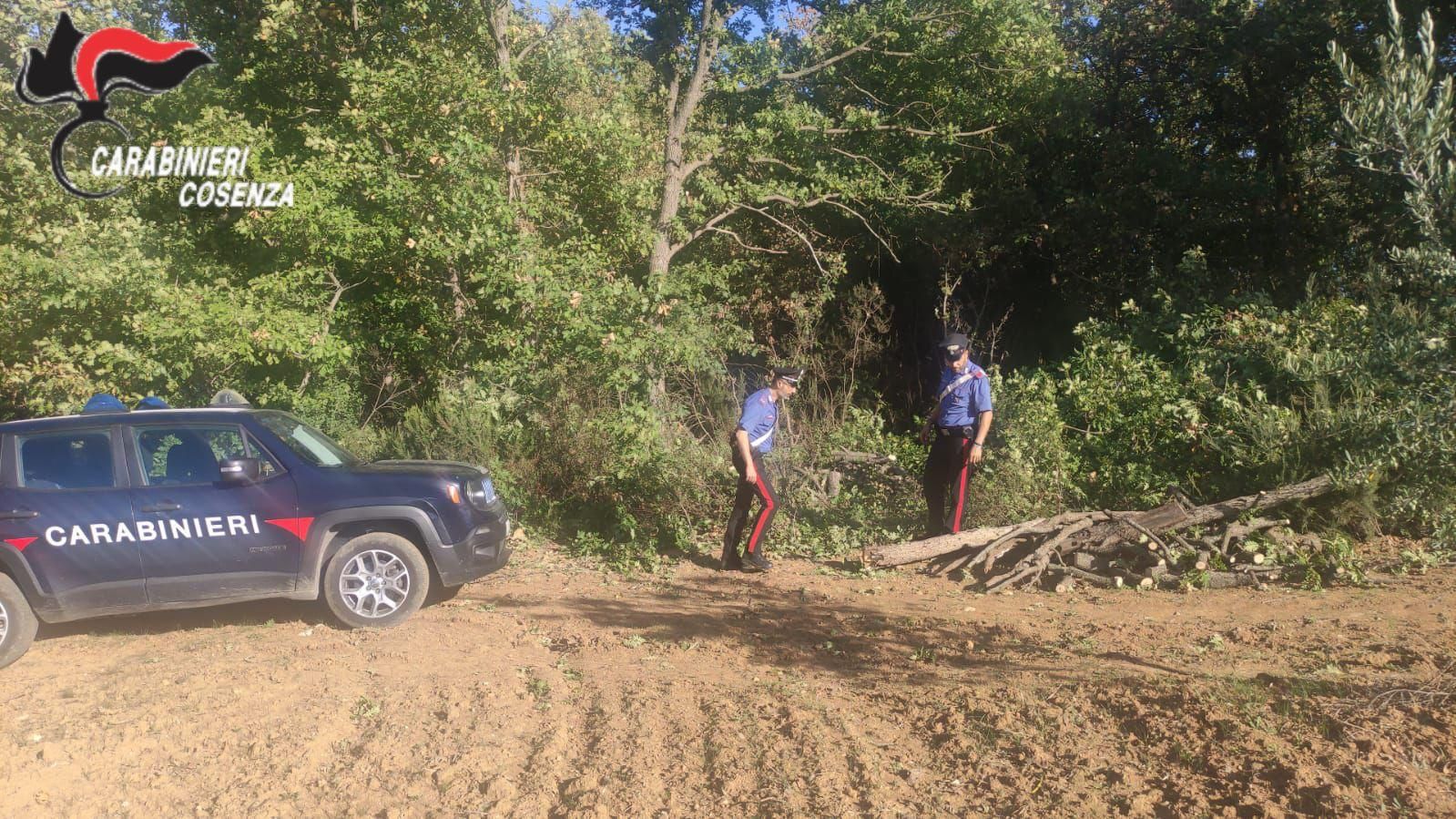 Altomonte, tentano di rubare 10 quintali di legname: quattro arresti