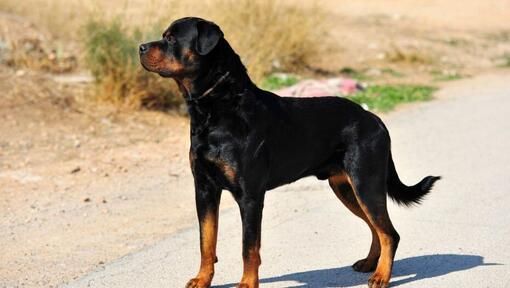 Sbranato da tre rottweiler mentre fa jogging, orrore alle porte di Roma