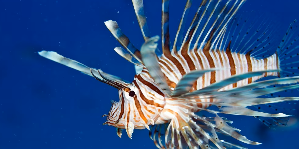 Il biologo dell’Irbim-Cnr: «Nei nostri mari 4 pesci alieni temibili. In Calabria c’è il “lionfish”, è pericoloso»