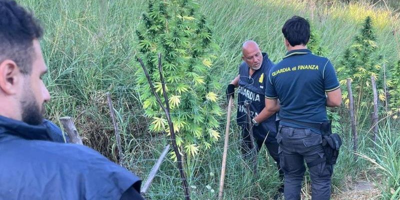 Una piantagione di marijuana da 350mila euro: la scoperta a Crotone