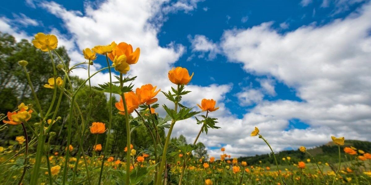 La primavera (finalmente) arriva. Da mercoledì 20 gradi al Sud