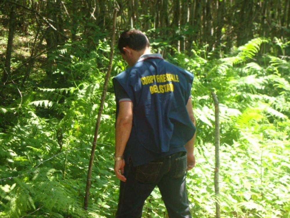 Platì, scoperte tre piantagioni di "maria"