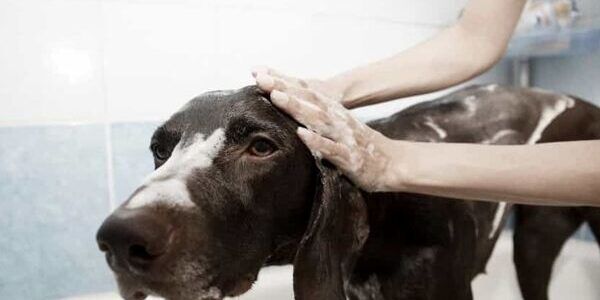 «Di nuovo in zona rossa. Ma perché chiudere le toelettature?»