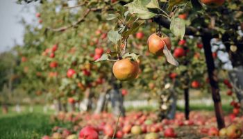 Italy for Climate, la Calabria tra le regioni più virtuose su rinnovabili e agricoltura sostenibile