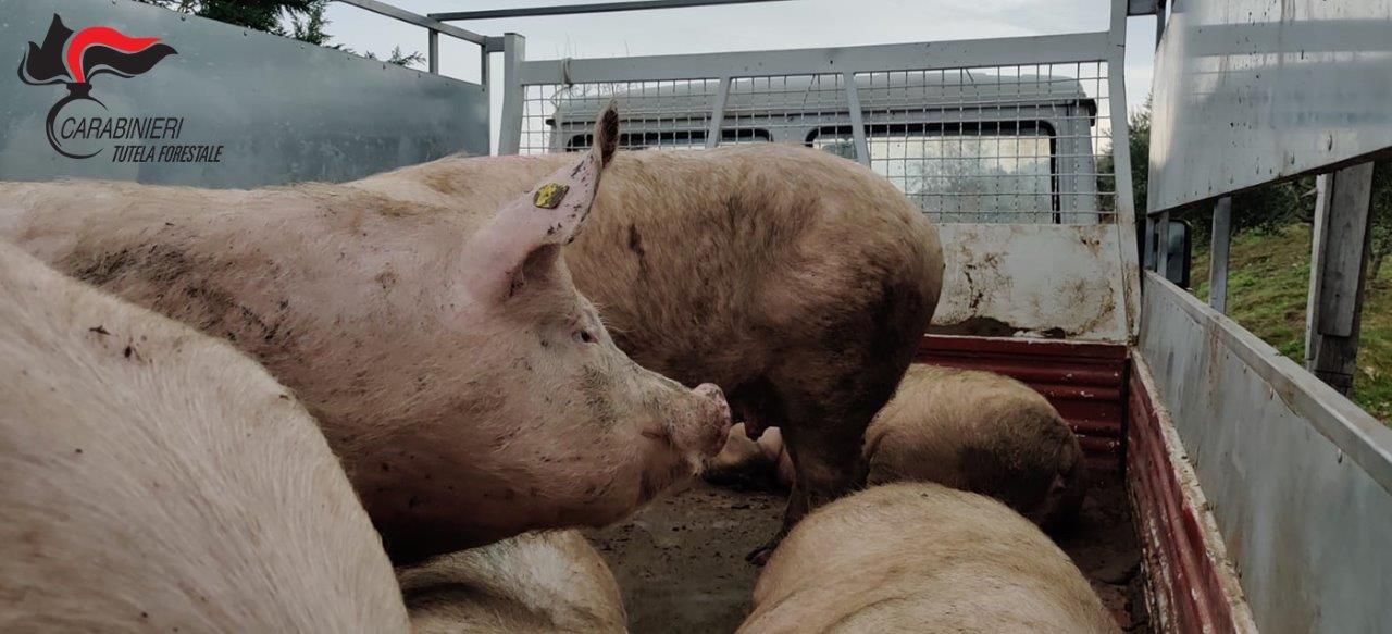 Macellazione non conforme, sequestrati maiali nel Cosentino