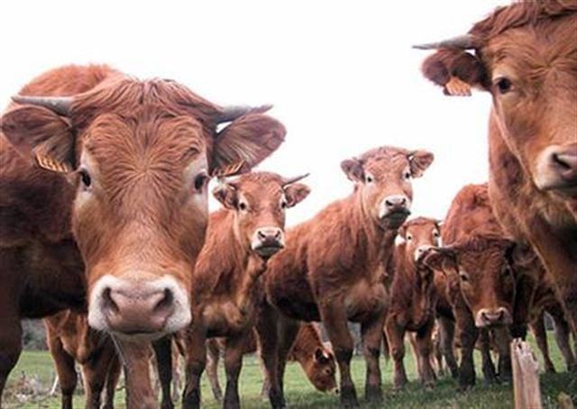 Calabria “libera” dalla Blue tongue