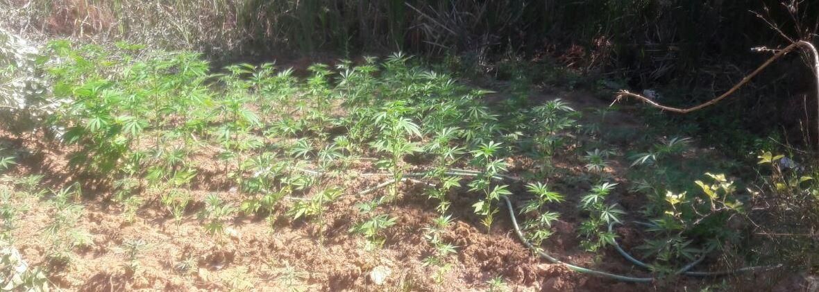 Soccorrono la popolazione e scoprono una piantagione di droga