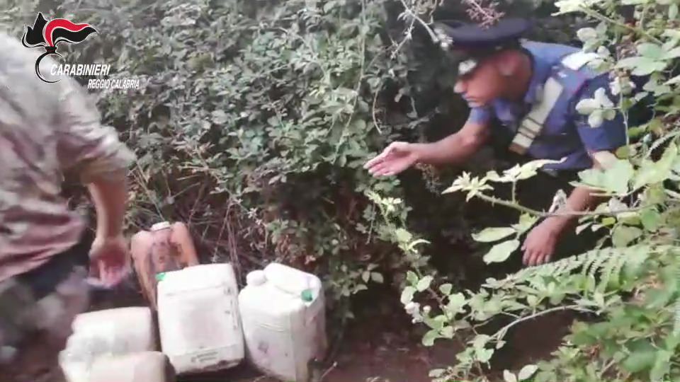 Scovate 2 piantagioni in un giorno: 4 arresti nel Rosarnese