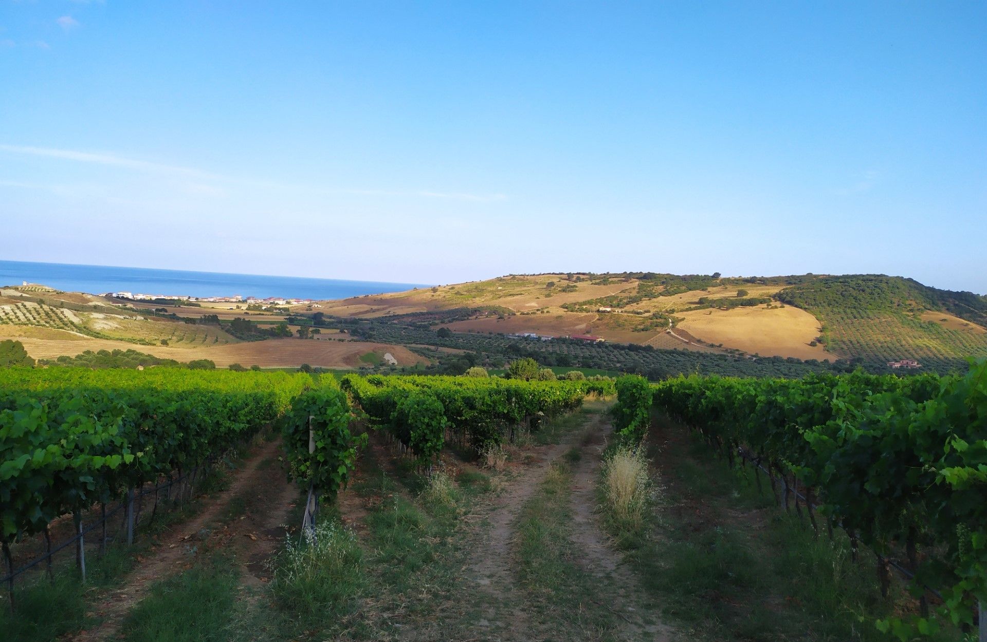 Se Mario Soldati visitasse oggi la Calabria del vino