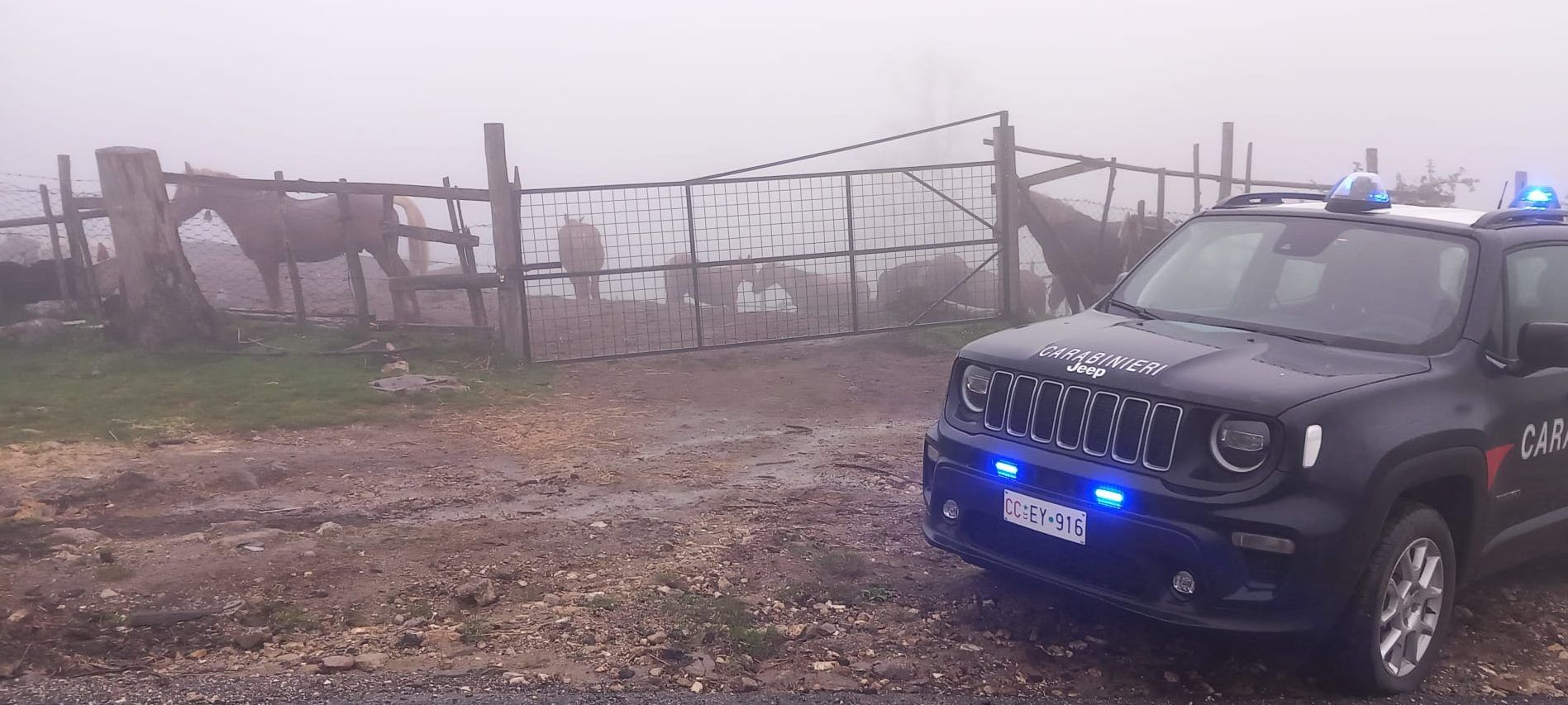 Sequestrati 17 cavalli privi di tracciamento nel Catanzarese