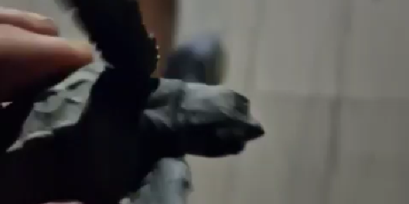 Piccoli di tartaruga marina salvati da un turista a Santa Maria del Cedro. Appeni usciti dalle uova erano finiti sul lungomare