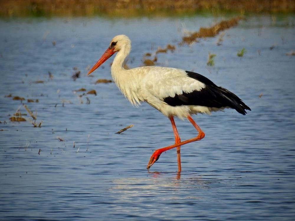 In Calabria inanellate 17 giovani cicogne bianche