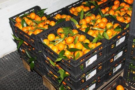 PROVVIDENZA 2 | Tutti gli affari dei Piromalli – VIDEO INTERCETTAZIONE