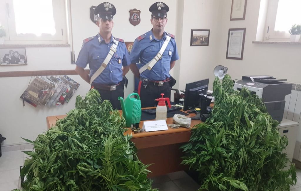 Piantagione di canapa a Bocchigliero, fermato 24enne