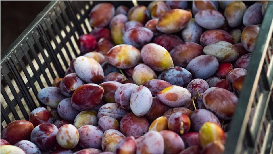 Le eccellenze italiane alimentano l’export in Brasile