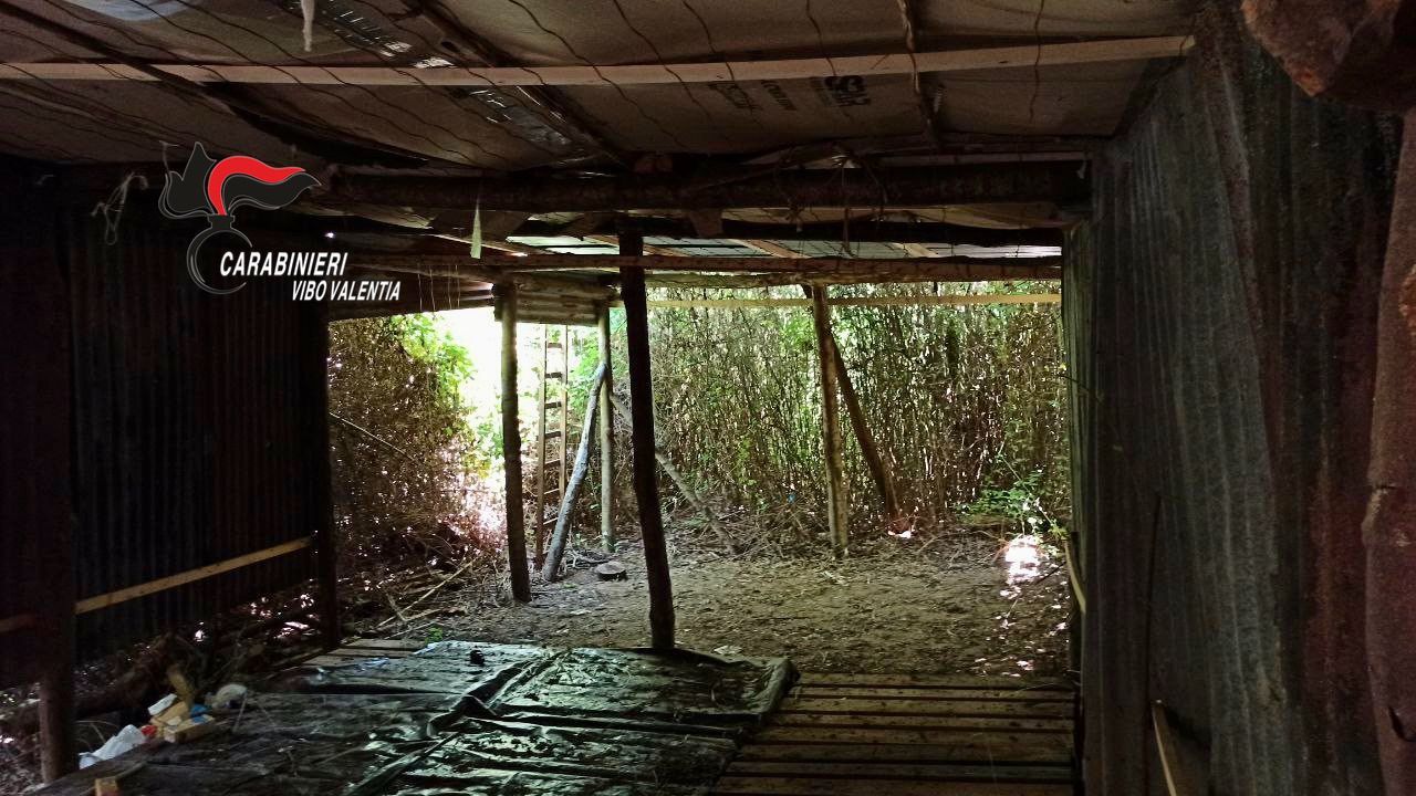 Blitz antidroga nel Vibonese, sequestrate una piantagione e quasi un chilo di marijuana – VIDEO