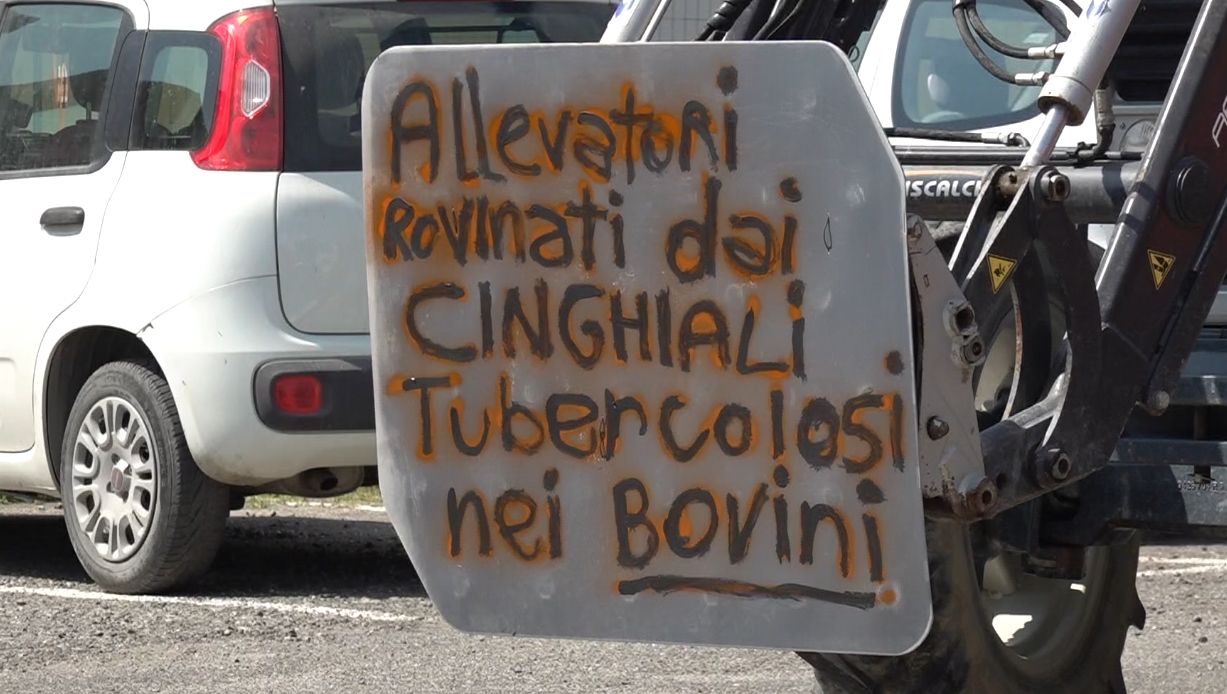 «Cinghiali padroni delle nostre terre». Gli agricoltori bloccano la 106 per protesta