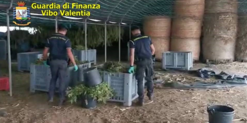 marijuana santacroce assolti