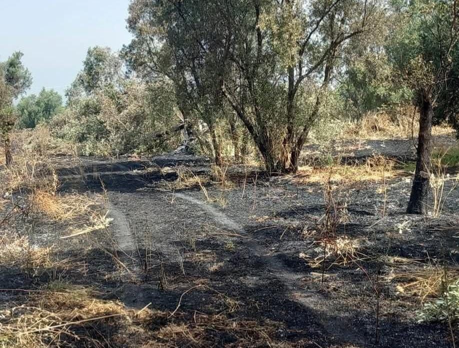 Beni confiscati, a Polistena la sfida del riscatto: “Diamo linfa al bene” dopo l’attacco alla Valle del Marro