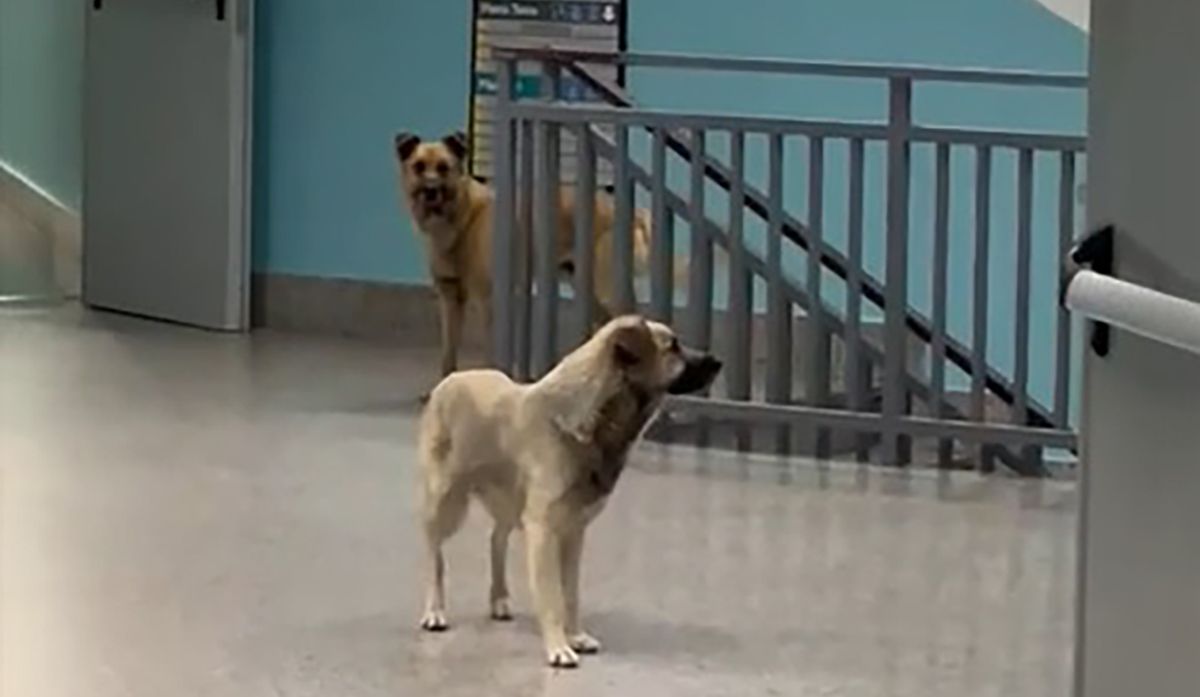 «All’ospedale di Lamezia il vero problema non sono i cani randagi»
