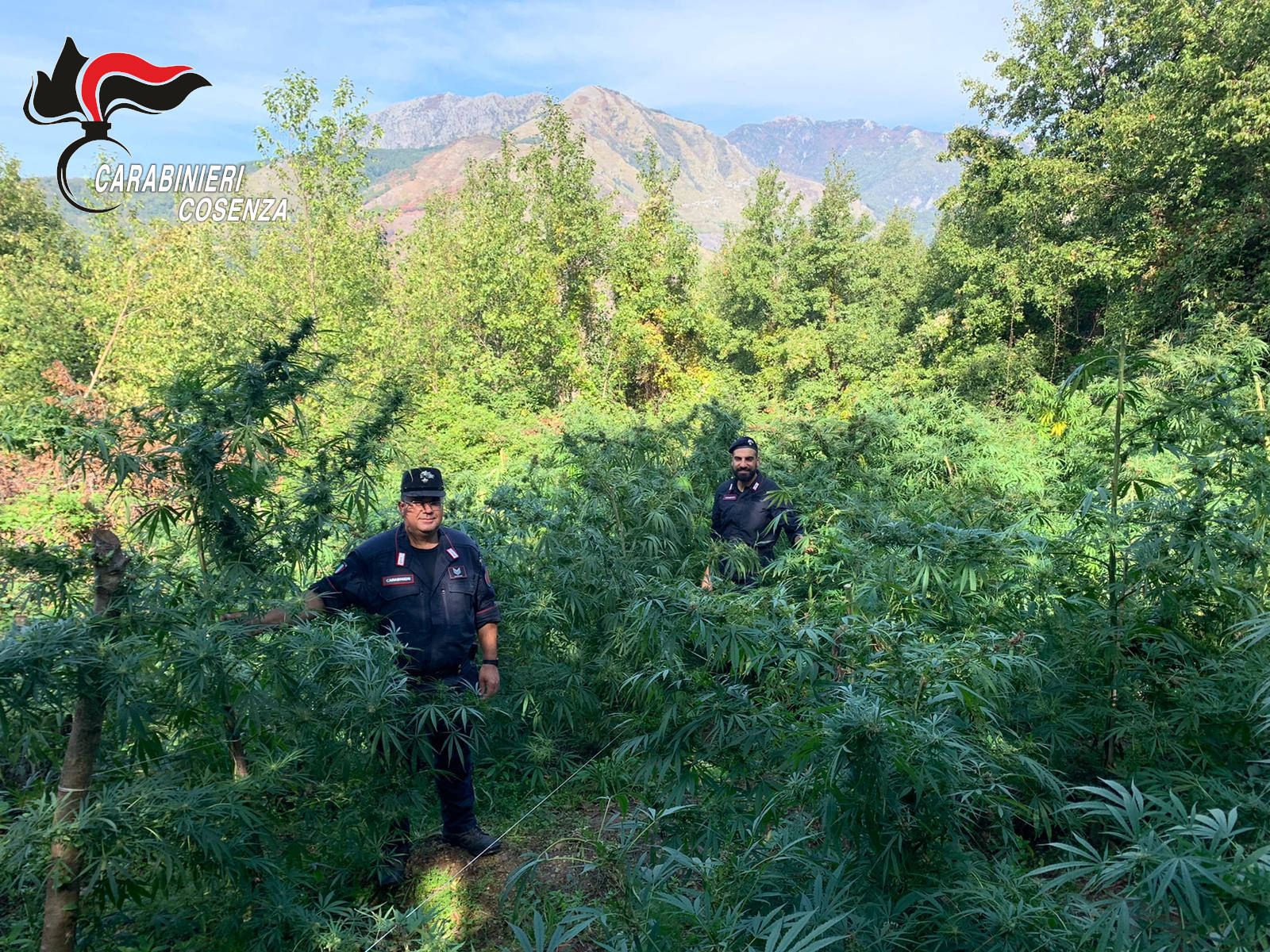 Sangineto, 150 piante di canapa coltivate in un terreno demaniale