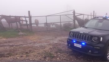 Sequestrati 17 cavalli privi di tracciamento nel Catanzarese