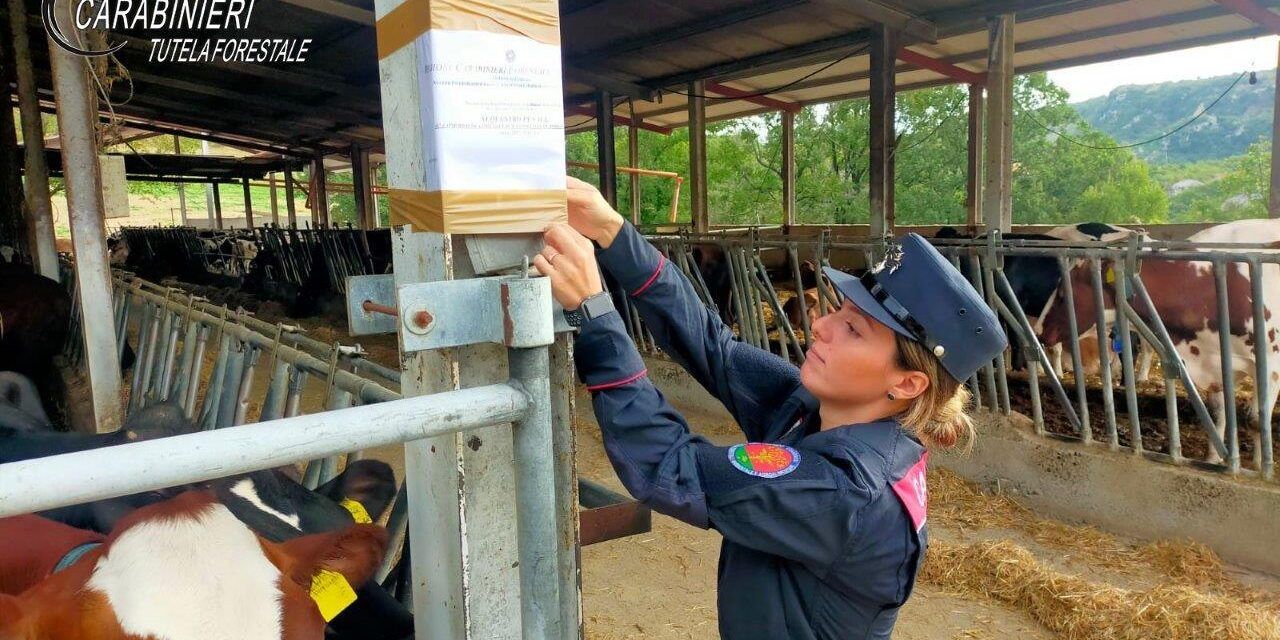 Fiume Busento inquinato, sotto sequestro un’azienda zootecnica (e i suoi animali) nel Cosentino