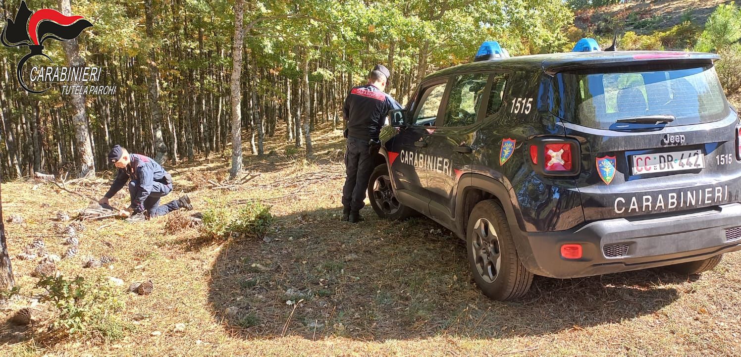 Tagliano illegalmente oltre cento alberi nel Parco della Sila: denunciati