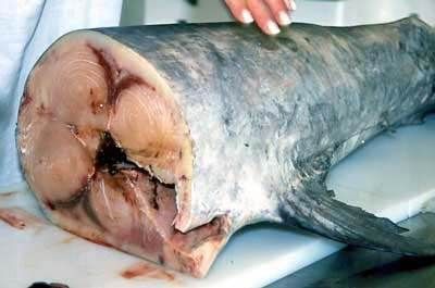 Sequestrati 40 chili di pescespada, denunciato pescatore