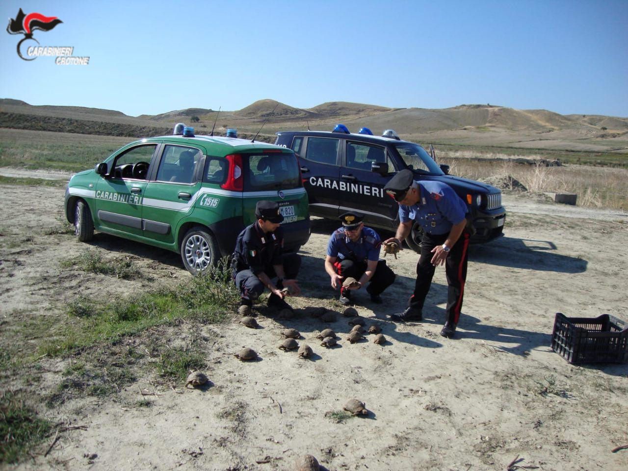 Deteneva 47 testuggini di specie protetta nel Crotonese, denunciato