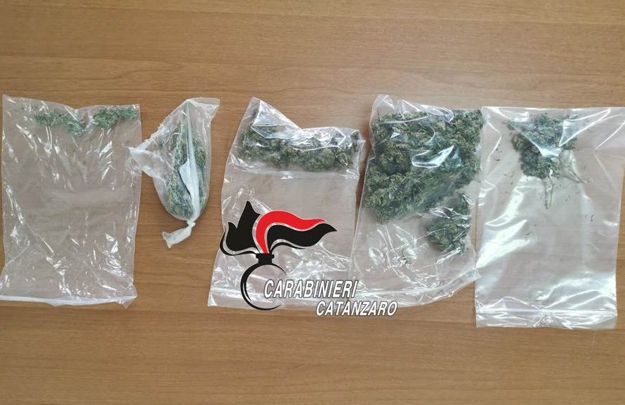 Rinvenuta una piantagione di marijuana nel Catanzarese, una denuncia