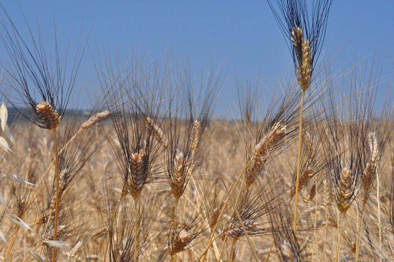 Pallagorio alla riscoperta del grano Cappelli
