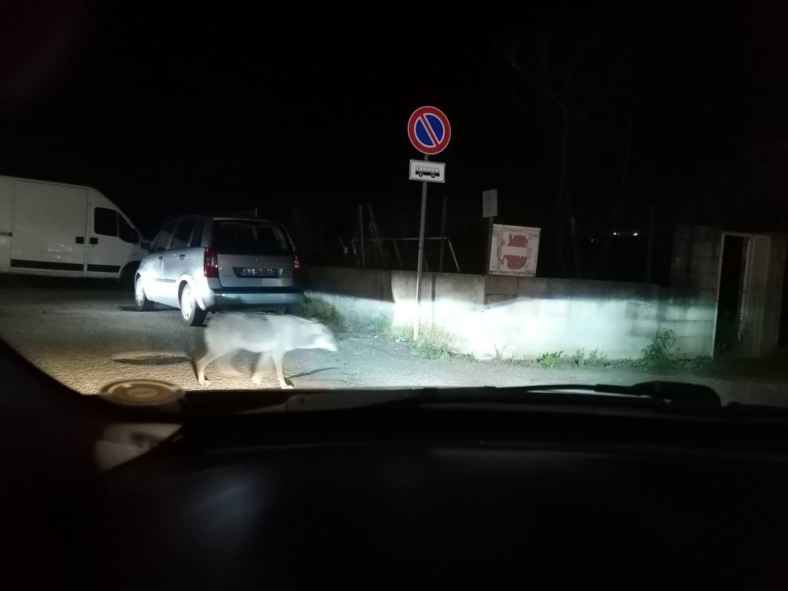 Crotone, avvistato un lupo nei pressi della Datel