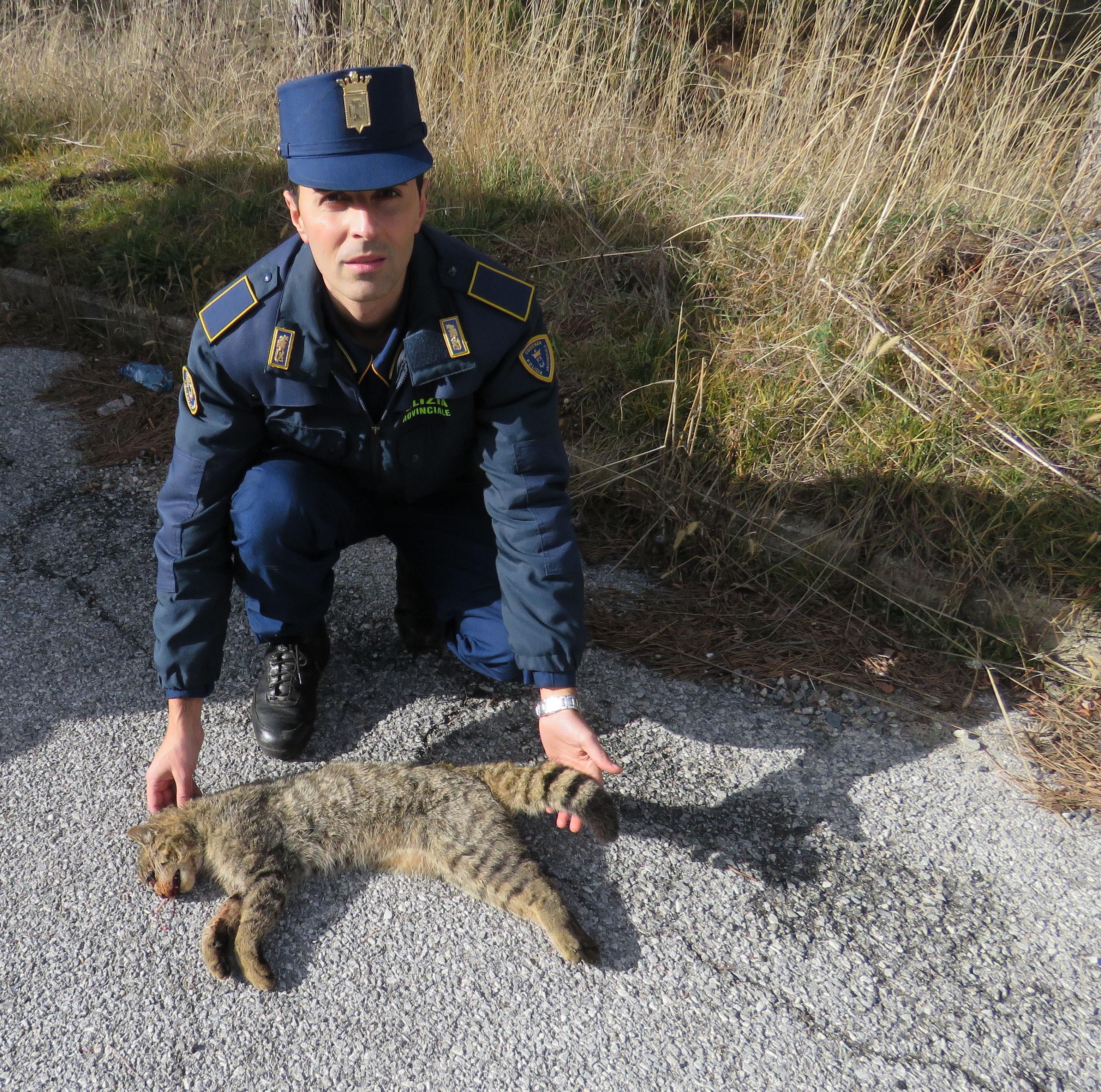 Serra Pedace, trovato morto un esemplare di gatto selvatico
