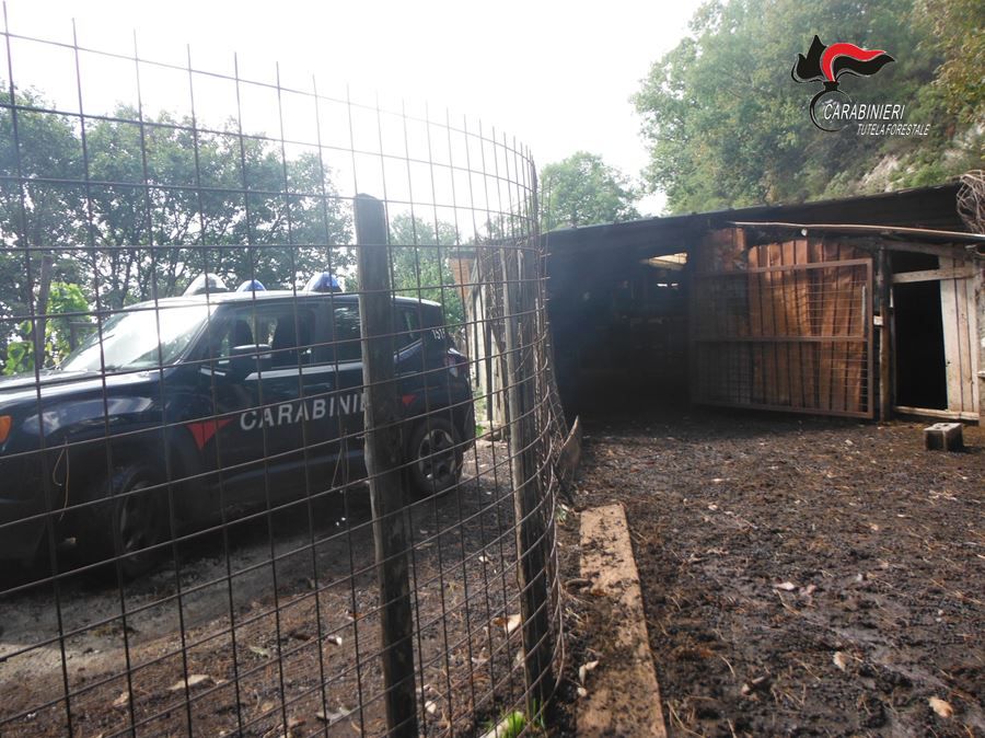 Randagismo e custodia delle greggi, ancora controlli e sanzioni nel Catanzarese