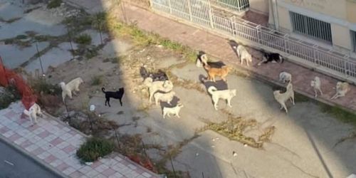 ragazza sbranata satriano