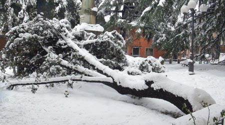 La neve fa cadere gli alberi, strada Silana bloccata