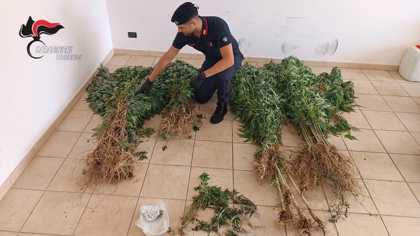 Amantea, una piantagione di canapa nel cortile di casa: arrestato dai carabinieri