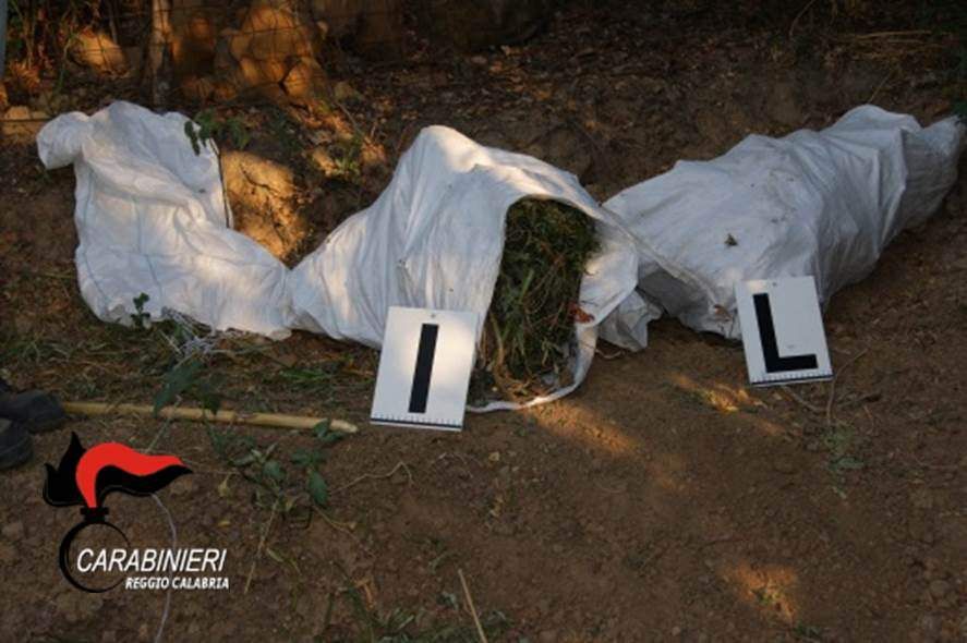 Mille piante di canapa rinvenute nella Locride
