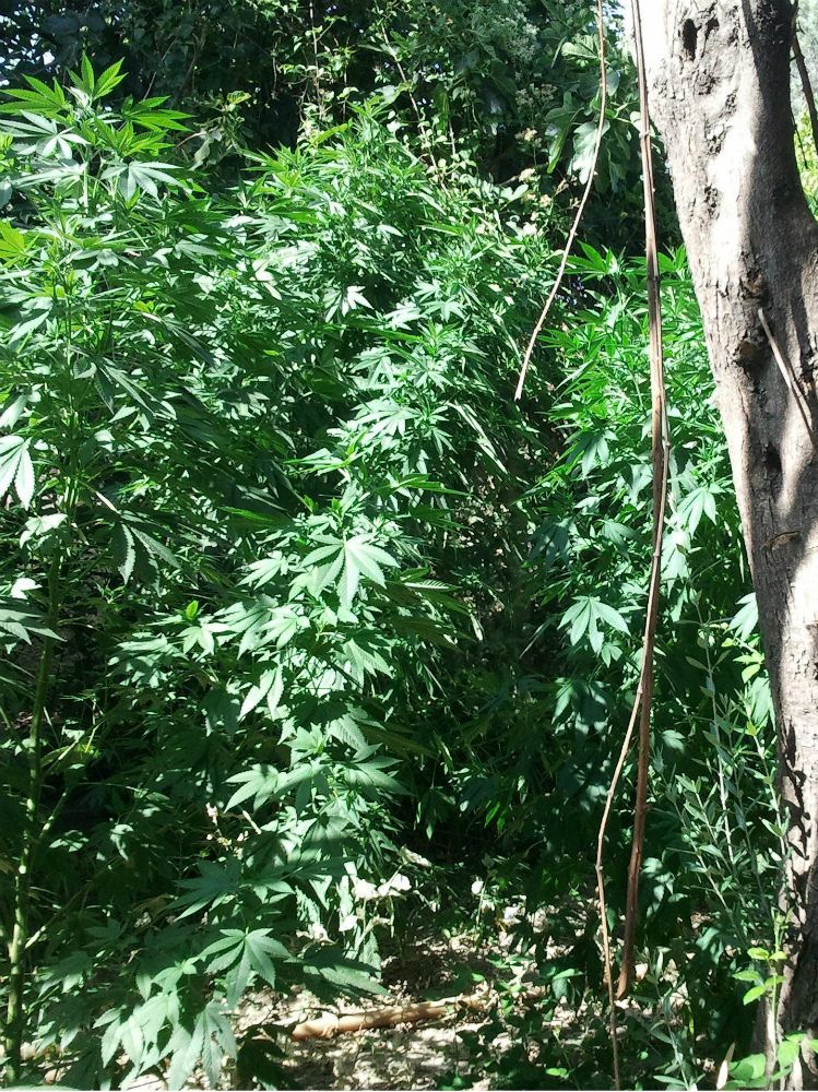 Caulonia, scoperte mille piantine di marijuana