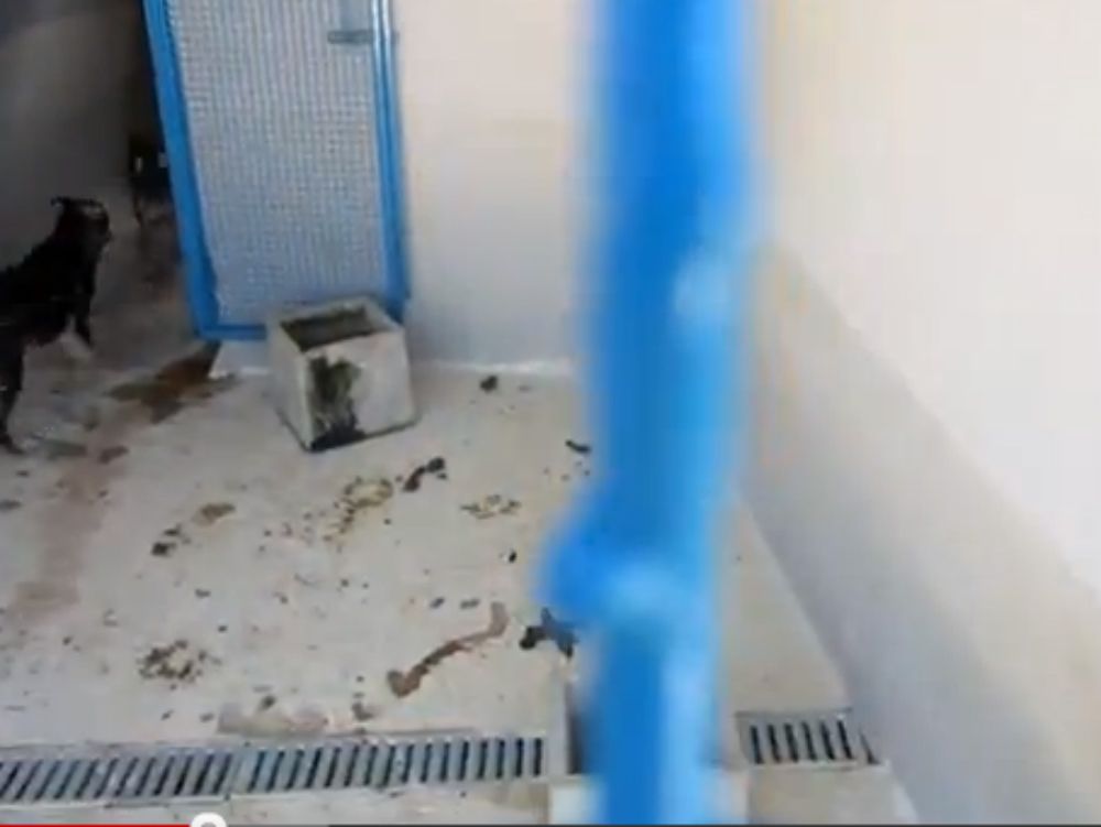 Canile di Donnici, i cani mangiano escrementi. Tutto regolare?